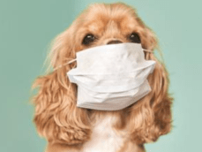 Screen Shot 2020-04-07 at 6.36.04 PM